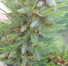 Aspalathus alopecurus