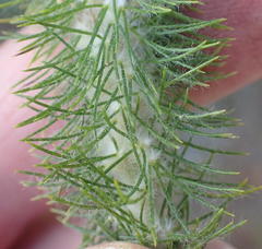 Aspalathus alopecurus