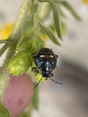 Strachiini