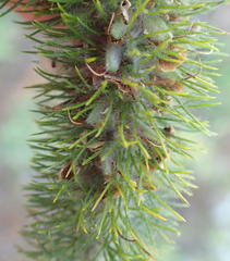 Aspalathus alopecurus