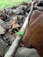 Tettigoniidae