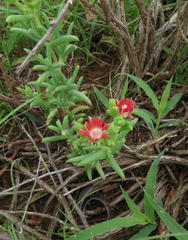 Delosperma multiflorum