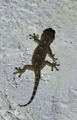 Gekko subpalmatus