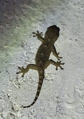 Gekko subpalmatus