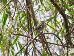 Serpophaga subcristata