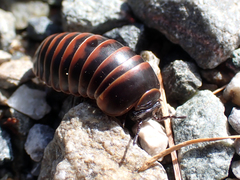 Glomeris transalpina