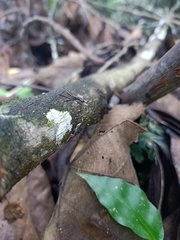 Insecta