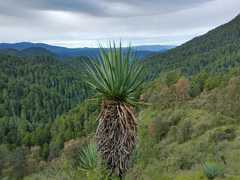 Furcraea parmentieri