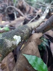 Insecta