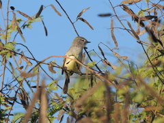 Serpophaga subcristata