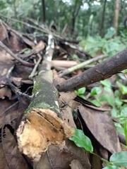 Insecta