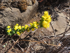 Sebaea leiostyla