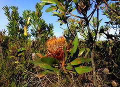 Protea susannae
