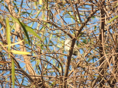 Serpophaga subcristata