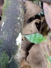 Insecta