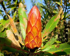Protea susannae
