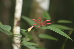 Bauhinia jenningsii