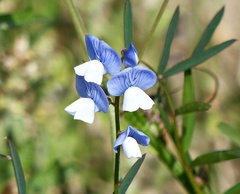 Lathyrus nigrivalvis