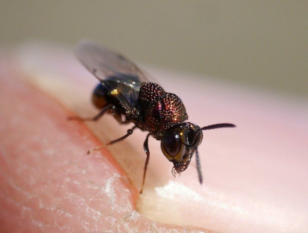 Perilampus aeneus