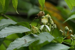 Grewia serrulata
