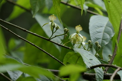 Grewia serrulata