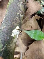 Insecta