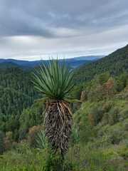 Furcraea parmentieri