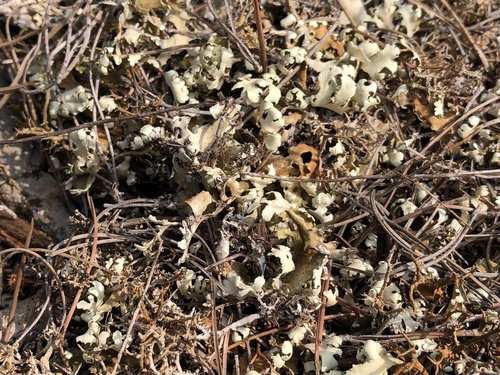 dutohlávka listovitá (Cladonia foliacea)