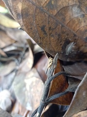 Orthoptera