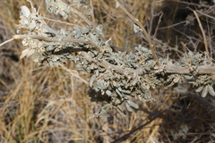 Atriplex torreyi