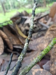 Orthoptera