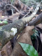 Insecta