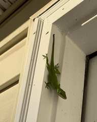 Anolis carolinensis