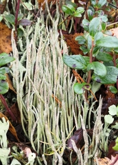 Cladonia cornuta cornuta