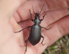 Calosoma maderae