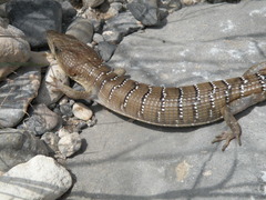 Gerrhonotus lugoi