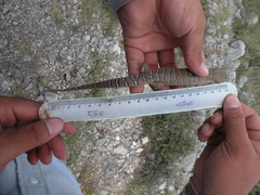 Gerrhonotus lugoi