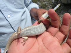 Gerrhonotus lugoi
