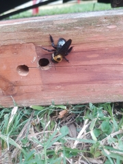 Xylocopa virginica
