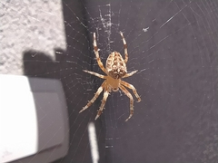 Araneus diadematus