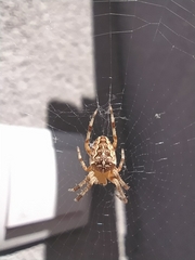 Araneus diadematus