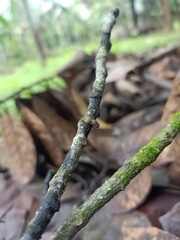 Orthoptera