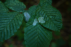 Phyllonorycter esperella