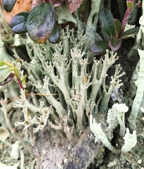 Cladonia cenotea