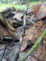 Orthoptera