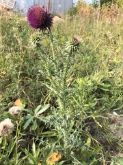 Carduus nutans nutans