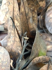 Orthoptera