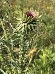 Carduus nutans nutans