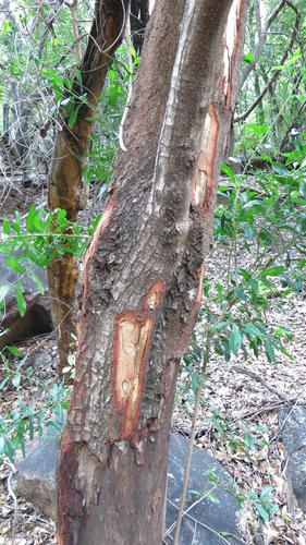 Pepper bark tree (Warburgia salutaris)