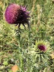 Carduus nutans nutans